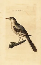 Nordlig spottfugl, Mimus polyglottos