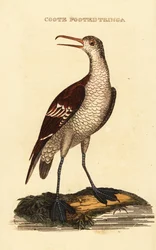 Rødhalset phalarope, Phalaropus lobatus