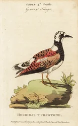 Ruddy turnstone, Arenaria-oversetter