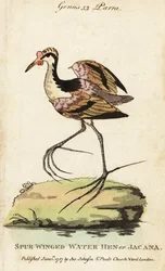 Wattled jacana, Jacana jacana