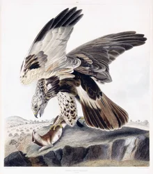 Rough Legged Buzzard (kvinne), ca. 1841 (håndfarget gravering)