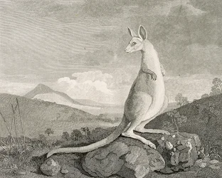 Et dyr funnet på kysten av New Holland, kalt «Kenguru», ca. 1773 (gravering, etsning)
