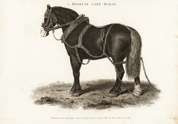 English Cart Horse eller Shire trekkhest.