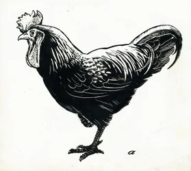 The Hen, 1950-tallet (skrapebrett)