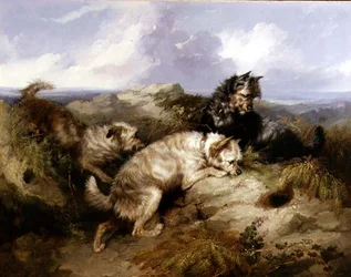 A Dandy Dinmont and Two Cairns Rabbiting (olje på lerret)