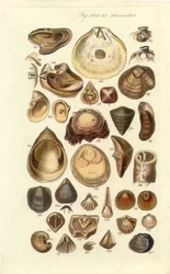 Conchological Manual Plate 11. Østers og andre skjell