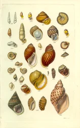 Conchological Manual Plate 25. Fargerike landskjell