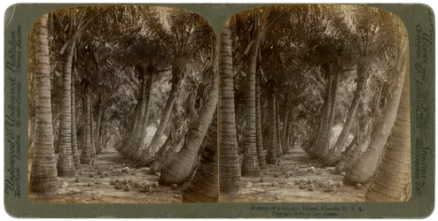 Avenue of coconut palms, Florida, USA, 1891.