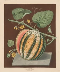 Pomona Britannica: nr. 64 - Scarlet Flesh Romana Melon, 1812.