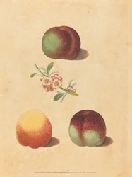 Tre ferskener