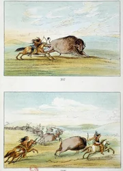 Amerikanske indianere: bisonjakt. Illustrasjon av George Catlin (1794-1872)
