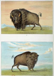Bison, mann og kvinne, USA. Illustrasjon av George Catlin (1794-1872)