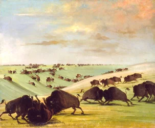 Buffalo Bulls slåss i løpesesongen, Upper Missouri