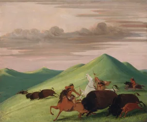 Buffalo Chase, okse som beskytter en ku og kalv