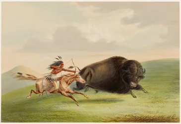 Bisonjakt, forfølgelse