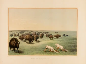 Buffalo Hunt, under den hvite ulvehuden – nr. 13
