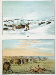 Indianere i Amerika. Bisonjakt: Indianere bruker truger for å jakte om vinteren og dekke seg med ulveskinn om sommeren. Illustrasjon av George Catlin (1794-1872)