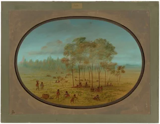 Kiowa-indianere som samler ville druer