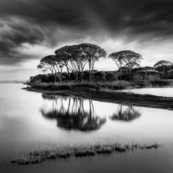 Dramatiske refleksjoner i furu