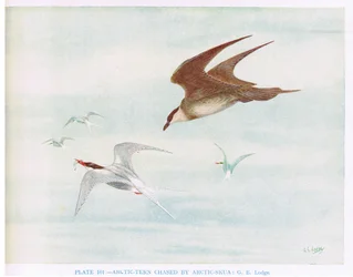 Rødnebbterne jaget av jo, illustrasjon fra «British Birds» av Kirkman amp; Jourdain