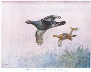 Tiur (hann foran), illustrasjon fra «British Birds» av Kirkman amp; Jourdain