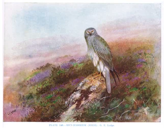 Hønehauk (hann), illustrasjon fra «British Birds» av Kirkman amp; Jourdain