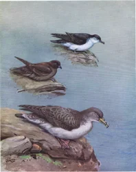 Madeiras lille lira, Bulwers petrel, Corys eller atlantisk lira (lito)