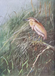 Squacco Heron (lito)