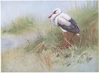 Hvit stork (lito)