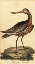 Stanghalespove, Limosa lapponica., 1800 (gravering)