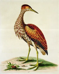 Bittern fra Hudson