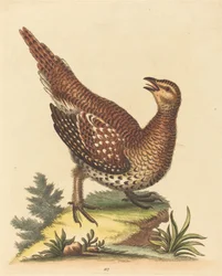 Brunflekket fugl
