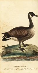 Kanadagås, Branta canadensis., 1800 (gravering)