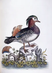 Kinesisk blågrønn, 1746