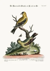 Den amerikanske gullfinken, hann og hunn, 1749-73