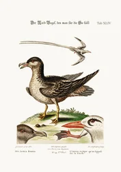 Den arktiske fuglen, ment å være høna. Tropefuglen, 1749-73