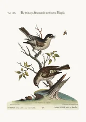 Stillitsen, hann. Stillitsen, hunn, 1749-73