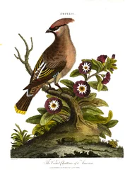 Amerikas toppsilkehale (Ampelis)