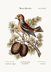The Gros-Beak eller Haw-Finch, 1749-73