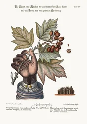 Hånden til en gutt med en distemperert hud og en gren av det vanlige tjenestetreet, 1749-73