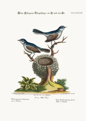 De små blågrå fluesnapperne, hann og hunn, 1749-73
