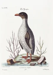 Pingvinen, 1770