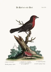 Den rødbrystede svartfuglen, 1749-73