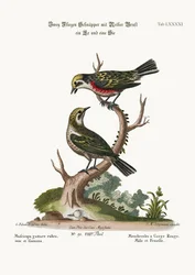 De rødstrupede fluesnapperne, hann og hunn, 1749-73