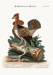 Den kragebærende lynghanen eller skogshønen, 1749-73