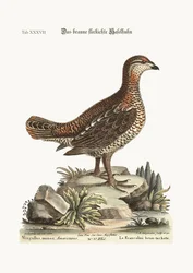 Den brune og flekkete orrhanen, 1749-73