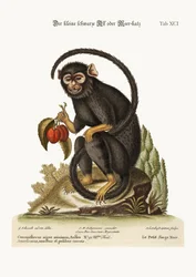 Den lille svarte apen, 1749-73