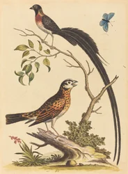 To fugler, den ene med svært lange halefjær, og blå sommerfugl, utgitt 1745.