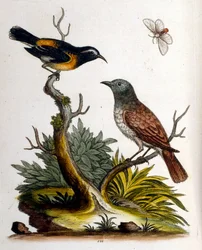 Akvarellillustrasjon fra en bok om sjeldne fugler av G Edwards 1750. George Edwards (1694–1773) var en britisk naturforsker og ornitolog. Han reiste mye gjennom Europa og studerte naturhistorie og spesielt fugler. Han fikk en viss anerkjennelse