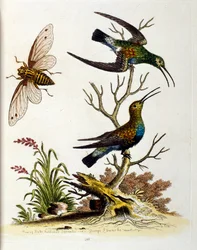 Akvarellillustrasjon fra en bok om sjeldne fugler av G Edwards 1750. George Edwards (1694–1773) var en britisk naturforsker og ornitolog. Han reiste mye gjennom Europa og studerte naturhistorie og spesielt fugler. Han fikk en viss anerkjennelse